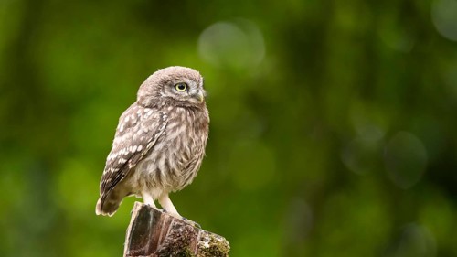 A little owl (Athene noctua) sitting alone on an old willow pole in front of a soft green