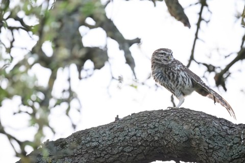 Little owl (Athene noctua) stretching out a wing on a branch of a pear tree (Pyrus communis),