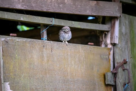 A little owl (Athene noctua) sits curiously in an old shed, Osnabrücker Land, Lower Saxony, Germany