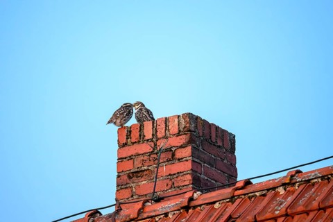 Two little owls (Athene noctua) sitting on a brick chimney in front of a blue sky and mating,