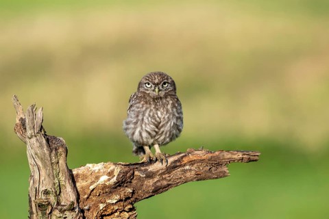 Little owl (Athene noctua) on tree trunk, bird, Race, Slovenia