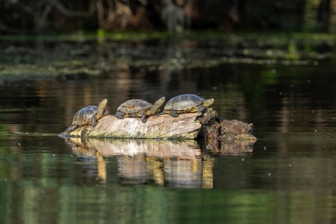 Pond turtle (Emys cularis) basking on a tree trunk in the water, amphibian, Danube Delta, Romania
