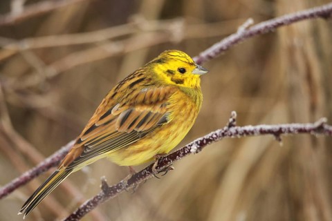 Yellowhammer (Emberiza citrinella) male, Allgäu, Bavaria, Germany, Allgäu, Bavaria, Germany