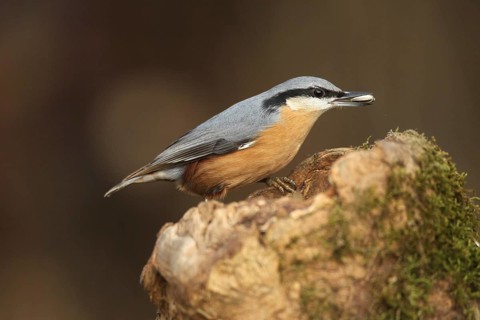 Nuthatch (Sitta europaea) at winter feeding in the forest, Allgäu, Bavaria, Germany, Allgäu,