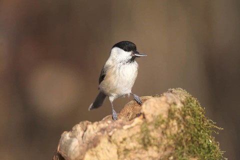 Marsh tit (Poecile palustris) or barn tit at winter feeding in the forest, Allgäu, Bavaria,