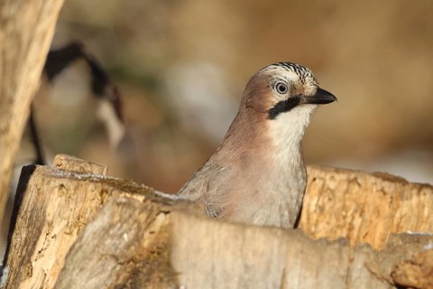 Eurasian Jay (Garrulus glandarius) portrait, at winter feeding in the forest, Allgäu, Bavaria,