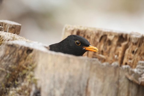 Blackbird (Turdus merula) male at winter feeding in the forest, Allgäu, Bavaria, Germany, Allgäu,