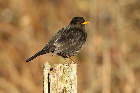 Blackbird (Turdus merula) male, no pure black plumage, partial albino, many light-coloured