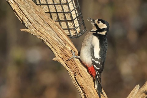 Great spotted woodpecker (Dendrocopos major) at winter feeding in the forest, Allgäu, Bavaria,