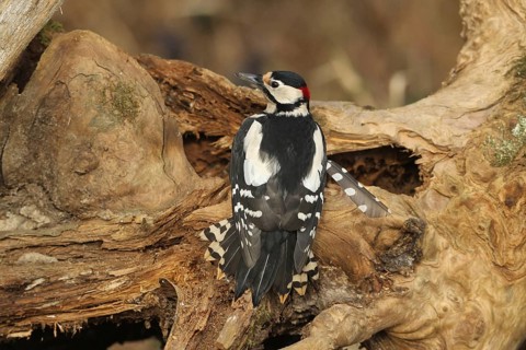 Great spotted woodpecker (Dendrocopos major) male at winter feeding in the forest, Allgäu, Bavaria,