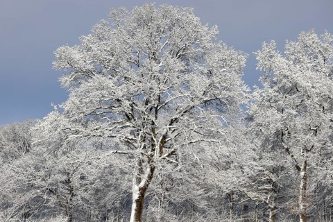 Trees covered with snow and ice in winter, Schleswig-Holstein, Germany