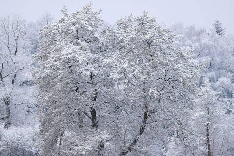 Trees covered with snow and ice in a winter landscape, Schleswig-Holstein, Germany