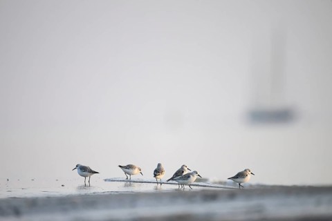A group of Sanderlings (Calidris alba) on a foggy beach with a blurred outline of a sailing ship
