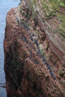A large group of a densely packed bird colony of guillemots (Uria aalge) sits on a red sandstone