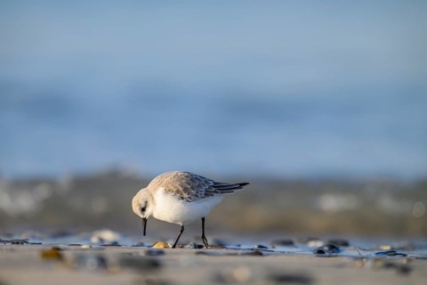 Sanderling (Calidris alba) on a sandy beach looking for food among mussels, Heligoland,