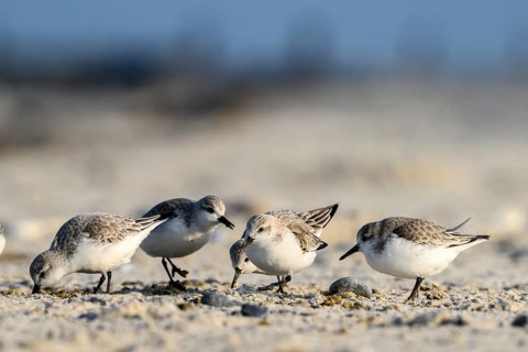 A group of sandpipers (Calidris alba) on a sandy beach looking for food, Heligoland,