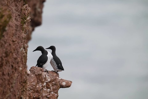 Two guillemots (Uria aalge) sitting on a red sandstone rock cliff in a natural environment at the