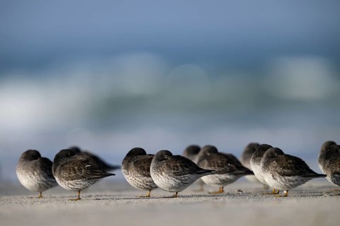 Sleeping sandpipers (Calidris maritima) on the beach of the dune, Heligoland, Schleswig-Holstein,