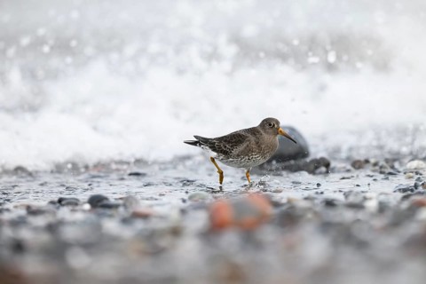 A colour-ringed common sandpiper (Calidris maritima) ringed with colour rings on its legs stands in