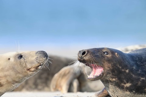 Two grey seals (Halichoerus grypus) are lying on the beach and interacting, the male seal has