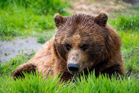 Brown bear (Ursus arctos), animal portrait, Alaska, USA