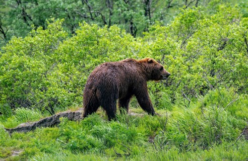 Brown bear (Ursus arctos), Alaska, USA