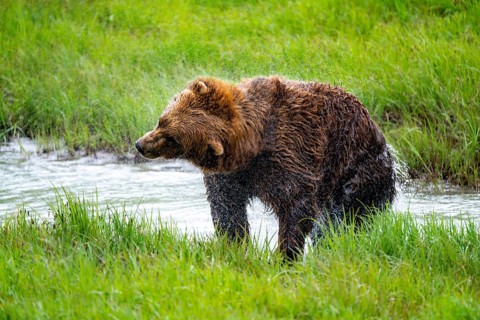 Brown bear (Ursus arctos) shaking water out of its fur after a bath in the river, spring, Alaska,