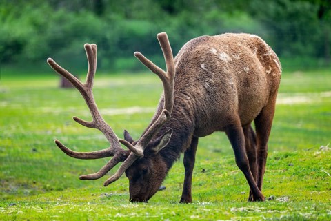 Wapiti (Cervus canadensis) grazing, Alaska, USA