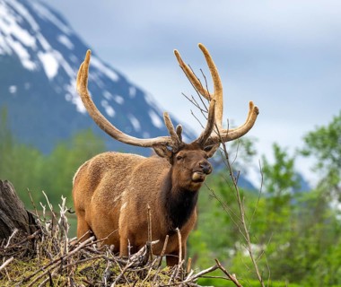Wapiti (Cervus canadensis), Alaska, USA