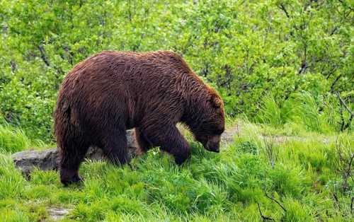 Brown bear (Ursus arctos) in the grass in spring, Alaska, USA