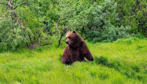 Brown bear (Ursus arctos) sitting in the grass in spring, Alaska, USA