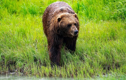 Brown bear (Ursus arctos) by the river in spring, Alaska, USA