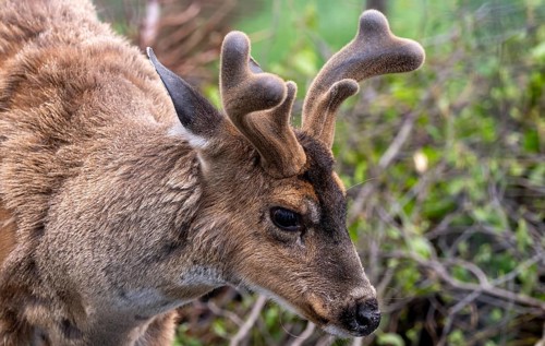 Sita deer (Odocoileus hemionus sitkensis), in spring, animal portrait, Alaska