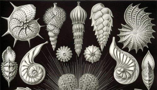 Foraminifera, protists, Rhizaria, calcifying protozoa, important for the formation of coral reefs,