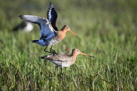 Two black-tailed godwits (Limosa limosa) standing in a meadow in front of mating copula, the male