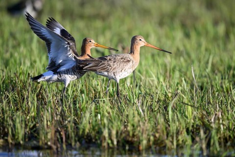 Two black-tailed godwits (Limosa limosa) standing in a meadow close to each other in front of