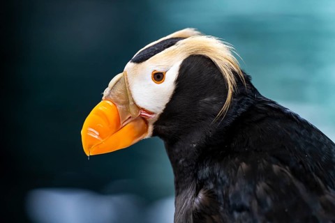 Yellow-crested Puffin (Fratercula cirrhata), animal portrait, Alaska, USA