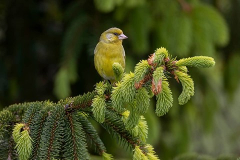 A male greenfinch (Chloris chloris) sitting on a branch, the fresh green of the spruce shoots