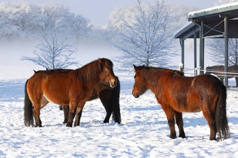 Icelandic horses (Equus islandicus) standing relaxed in winter on a meadow covered with snow,