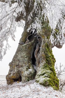 A distinctive linden tree with hoarfrost in the Swabian Jura. The Lindele natural monument in