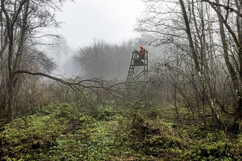 Driven hunting in Schönbuch. In autumn, hunters go hunting for wild boar and deer. Drivers in