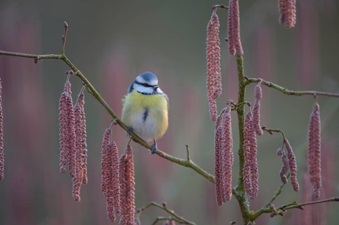 A blue tit (Cyanistes caeruleus) sits on a branch of a hazel tree (Corylus avellana) surrounded by