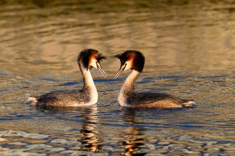 A mating pair of great crested grebes (Podiceps Scalloped ribbonfish) swimming close together in