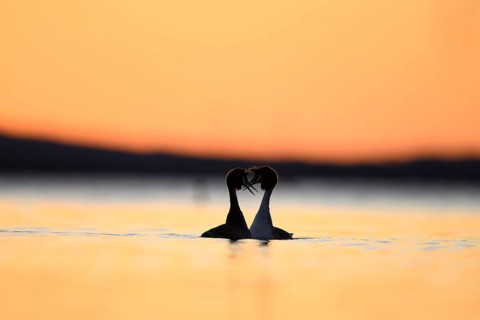 Two great crested grebes (Podiceps Scalloped ribbonfish) in the water at sunset, their silhouettes