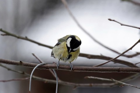Great tit (Parus major), twig, winter, plumage, wet, Germany, With wet feathers the great tit sits