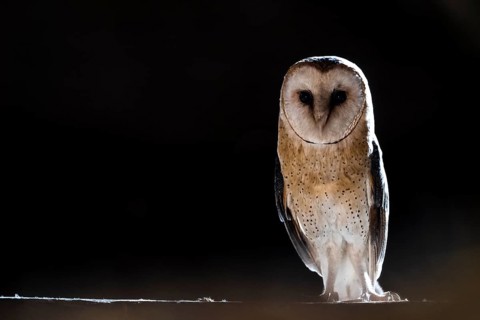 A barn owl (Tyto alba) stands in the darkness and looks with intense eyes, East Westphalia, North