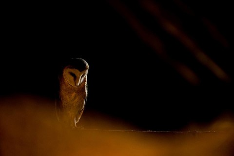 A barn owl (Tyto alba) sits in a dark environment and radiates a mysterious atmosphere, East