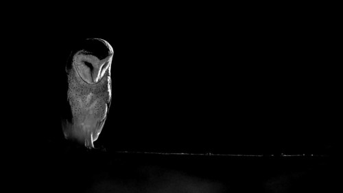 A barn owl (Tyto alba) In the shade, surrounded by darkness. Mystical atmosphere in black and