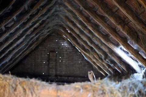 A barn owl (Tyto alba) sits quietly in the loft of an old barn surrounded by hay in a rustic,