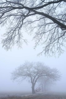 Autumnal and melancholy tree silhouette in fog, Aschen, Lower Saxony, Germany
